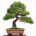 100 Hạt Thông Đen Nhật Bản - Japanese Black Pine