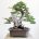 50Hạt One-Seeded Juniper ( J.Monos )
